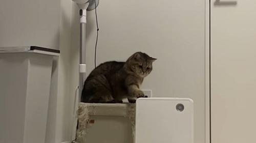 右手でヒーターに猫パンチ