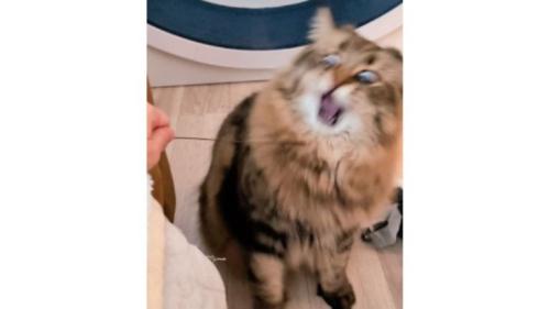 室内にいる猫