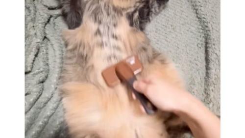 ブラッシングされている猫