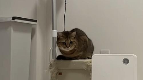 睨むような表情の猫