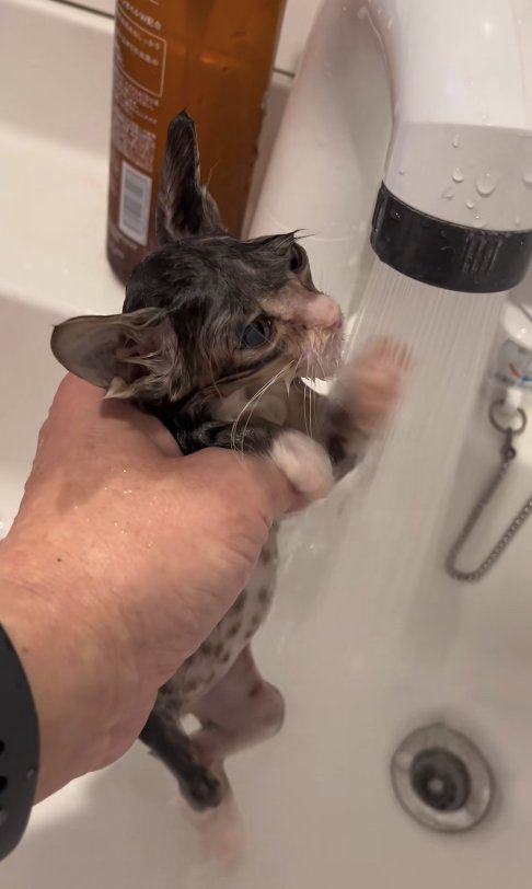 蛇口のお湯に向かって左前足を差し出している濡れた子猫の横顔