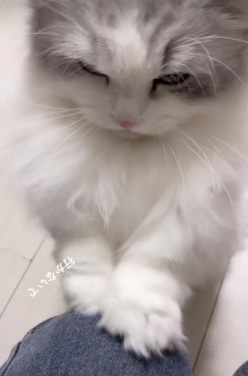 ママの膝を前足でカリカリするミヌエット