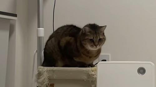 座り込む猫