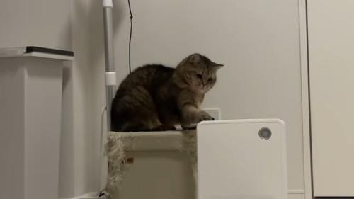右手でなでるように猫パンチ
