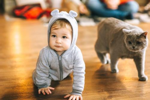 子供を警戒する猫