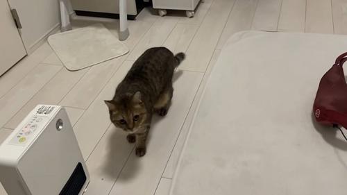 ヒーターとマッサージ機の間を歩く猫