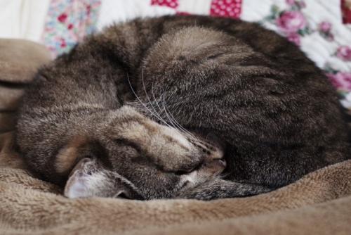 アンモニャイト状態で眠るキジトラ