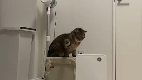 右手を振りかぶる猫