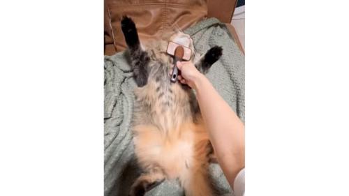 ブラッシングされている猫