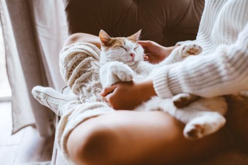 仰向けで抱っこされる猫