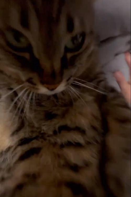 猫に覆い被さる撮影者