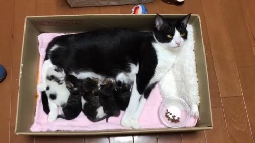 箱に入った猫ちゃん親子