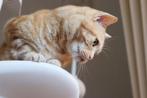 下を見る猫