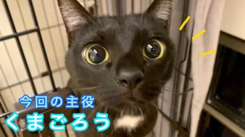 今回の主役