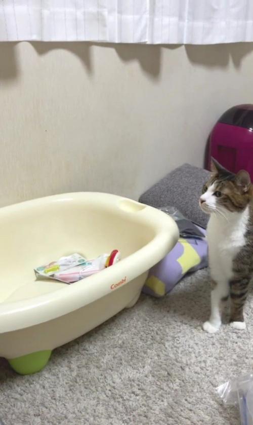 ベビーベッドを見上げる猫