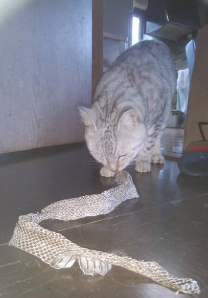 ヘビの抜け殻を見つめる猫