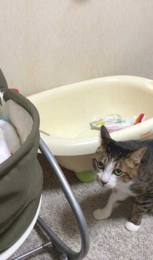 こちらを見る猫