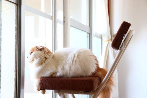 外を眺める猫