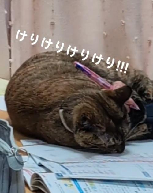 蹴る猫