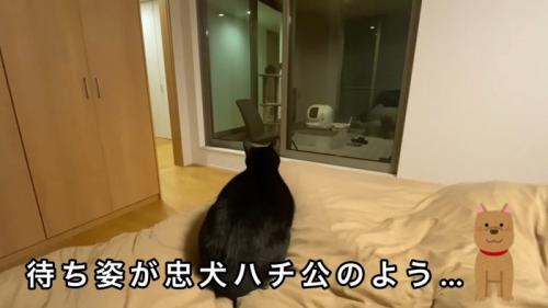 忠犬ハチ公のよう