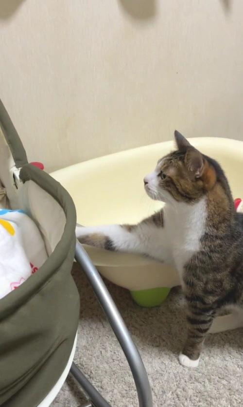 ベビーベッドに手を置く猫