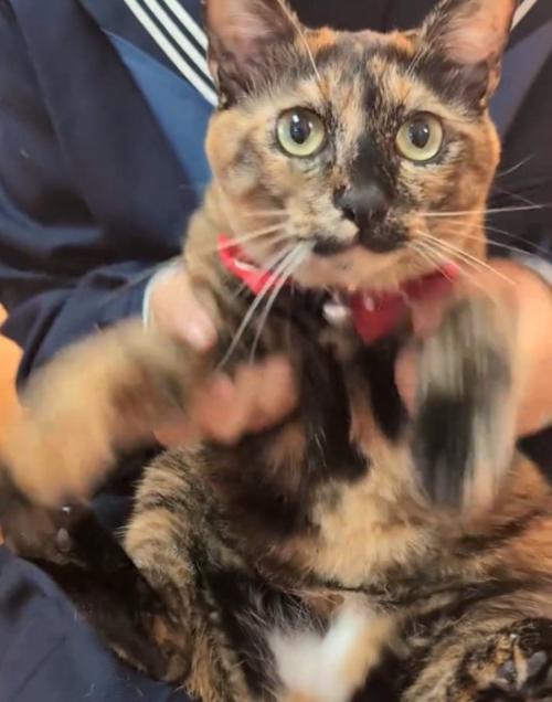 ダンスする猫