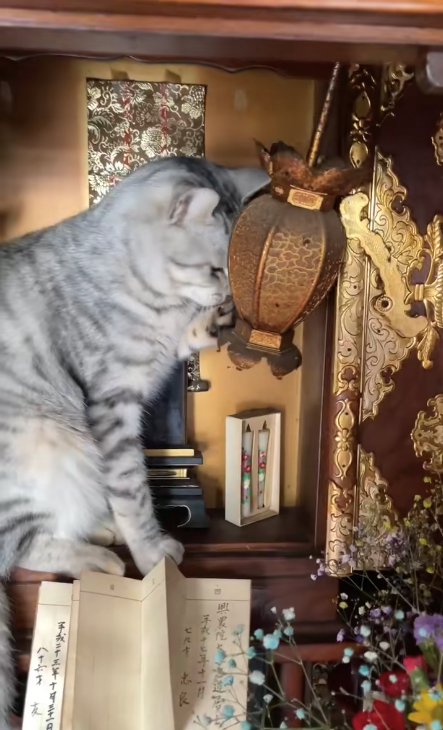 吊り灯籠の匂いを嗅いでいる猫