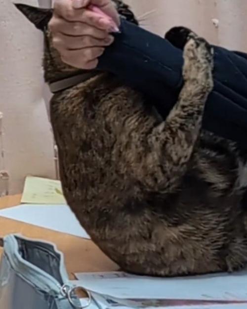 腕に掴まる猫