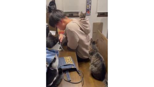 室内にいる猫たち
