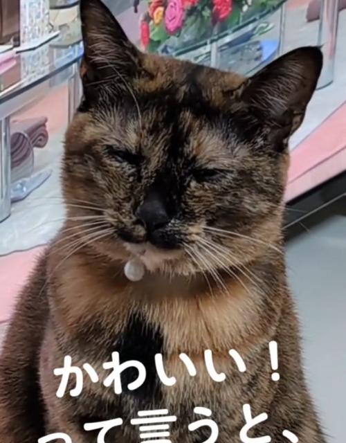 目を閉じる猫