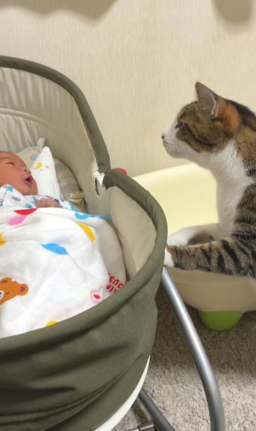 ベビーベッドを覗き込む猫