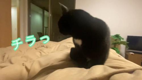 チラっ