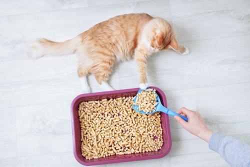 木製の猫砂に手を伸ばす茶トラ猫