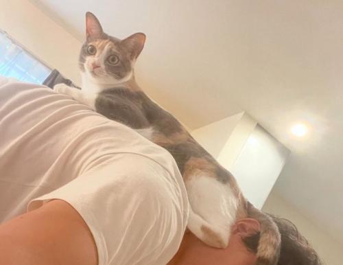 飼い主の背中に乗る猫