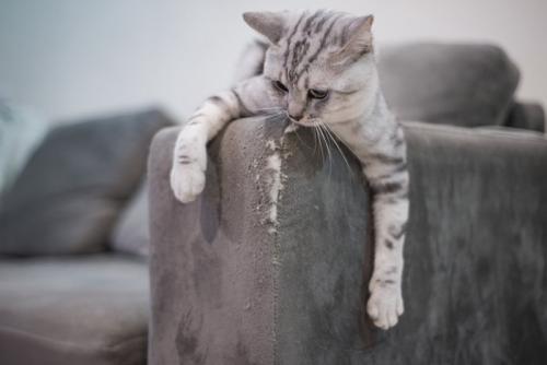 ソファをボロボロにする猫