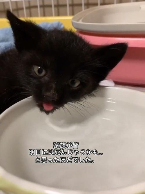 水を飲む子猫