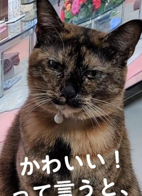 満足げな猫