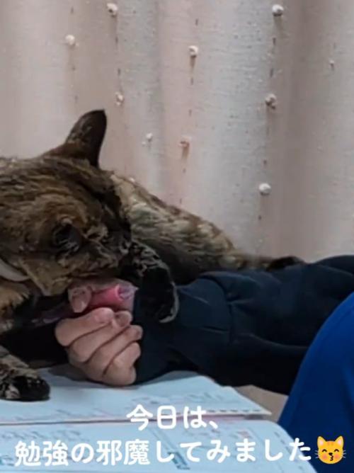 机で寝る猫