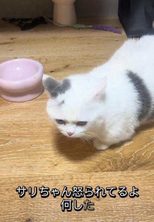 上目遣いの猫
