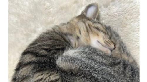 眠る猫