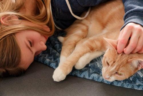 遠くを見つめる猫