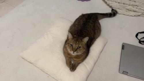 見上げるみにらくん