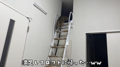 満足してロフトに