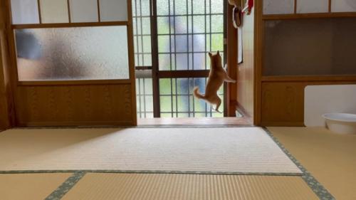 飼い主を出迎える犬