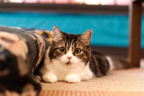 視線あったときの猫