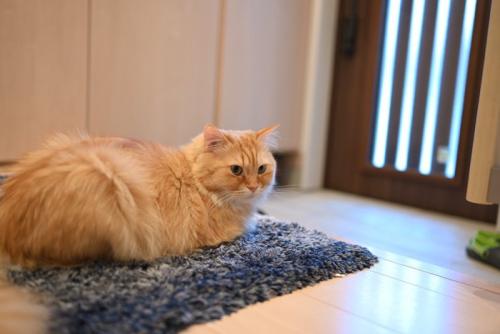 玄関で待つ猫