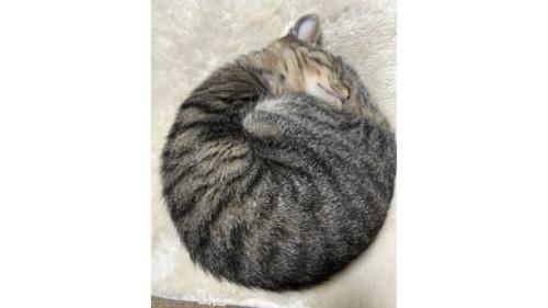 眠る猫