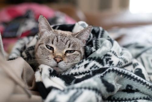 毛布に包まる猫 シャムトラ猫