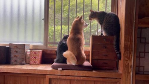 窓から外を眺める犬と猫