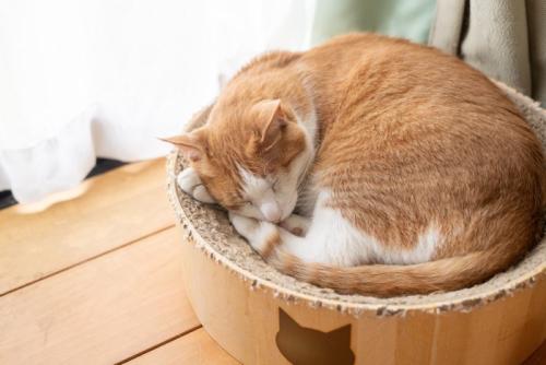 窓辺で眠る可愛い猫 茶トラ白
